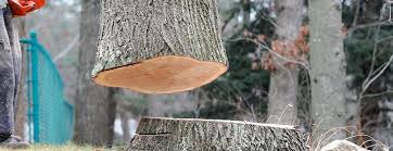 Trusted Shoal Creek, AL Tree Removal Experts