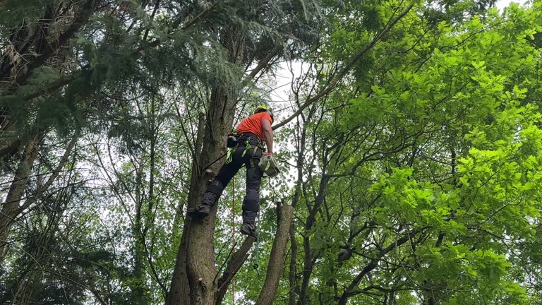 Best Aeration Services  in Sho Creek, AL