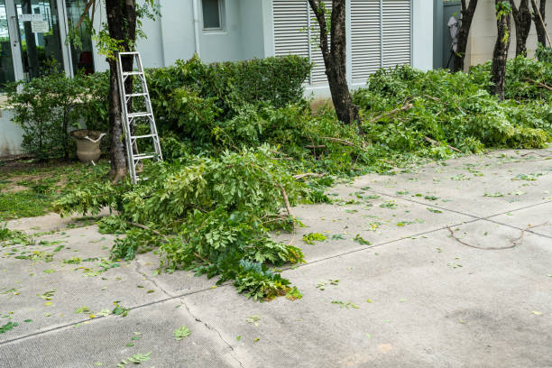 Best Stump Grinding and Removal  in Sho Creek, AL