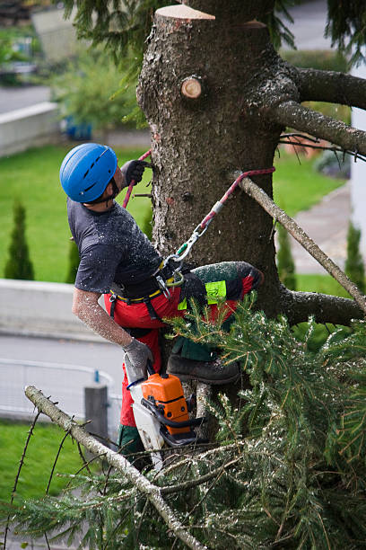 Best Pest Control for Lawns  in Sho Creek, AL