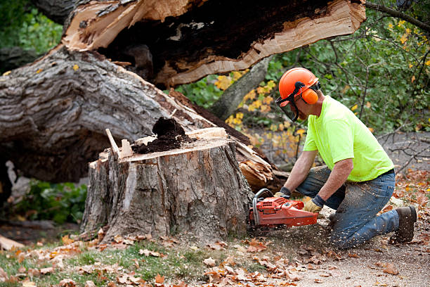 Lawn Pest Prevention in Shoal Creek, AL
